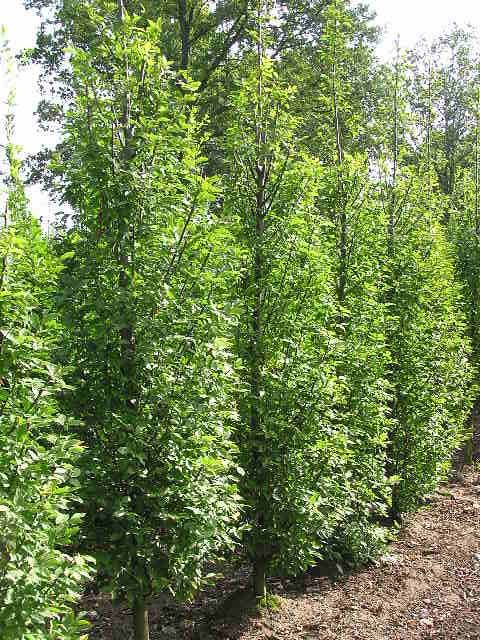Carpinus betulus Fastigiata